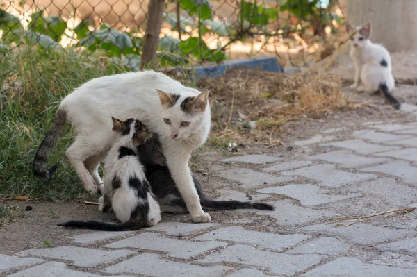 Mutter Streunende Katze Stillt Ihr Baby — Stockfoto