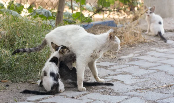 Mother Stray Cat Breastfeeding Her Baby — Fotografia de Stock