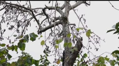 The man cut down trees using a chainsaw.