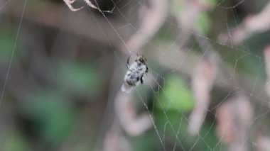 spider and fly on web
