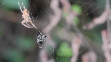 spider and fly on web