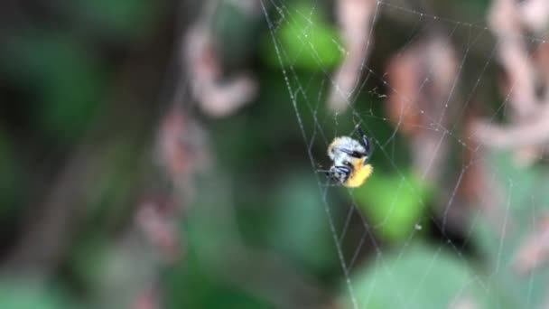 Spider Fly Web — Stockvideo