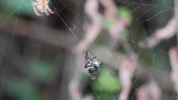 Spider Fly Web — Video Stock