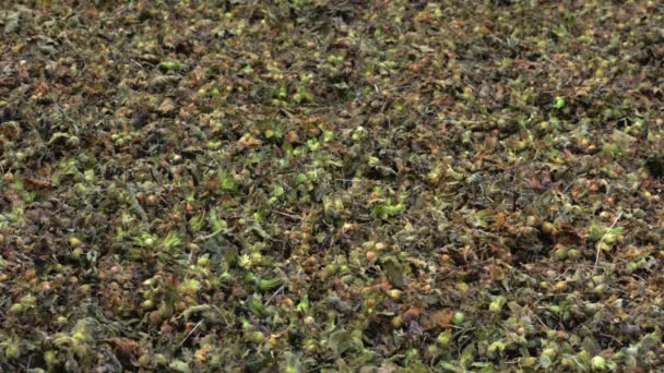 Freshly Harvested Hazelnuts Ground Leafy Hazelnuts Spilled Hazelnuts Fatsa Turkey — Stockvideo