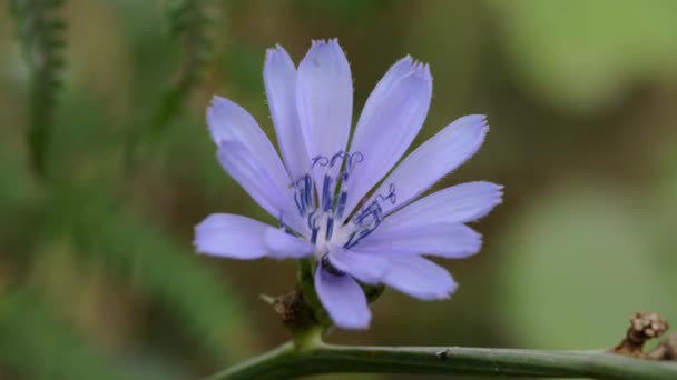 Swaying Wind Defocused Natural Background Blue Flower Cranesbill Geranium Close — Stock videók