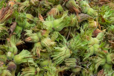 Turşulu yeşil kabuklu taze fındık. Yeşil Fındık.