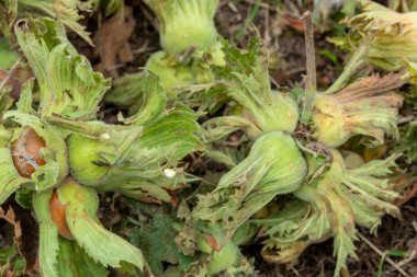 Turşulu yeşil kabuklu taze fındık. Yeşil Fındık.