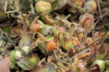 Turşulu yeşil kabuklu taze fındık. Yeşil Fındık.