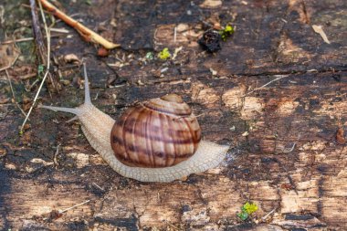 Ağaç dalında yetişkin bir salyangoz.
