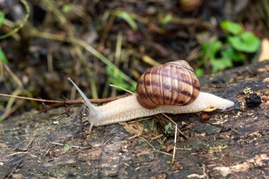 Ağaç dalında yetişkin bir salyangoz.