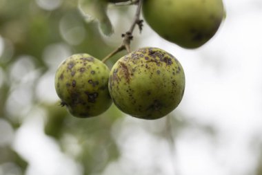 organik ekşi elmalar ağaç dalında