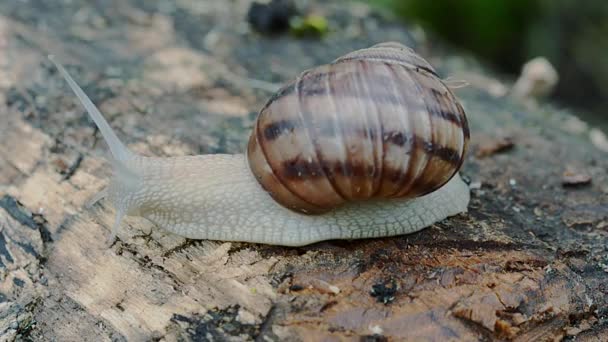 Grande Viscida Lumaca Marrone Strisciare Legno Bagnato Nella Foresta — Video Stock