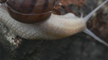 Ormanda ıslak ormanda sürünen büyük kahverengi salyangoz..