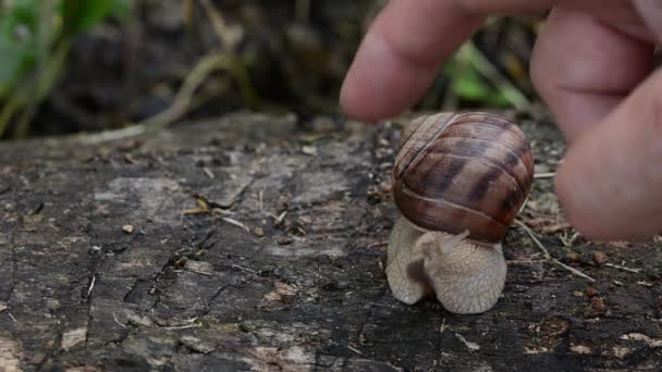 Grande Viscida Lumaca Marrone Strisciare Legno Bagnato Nella Foresta — Video Stock