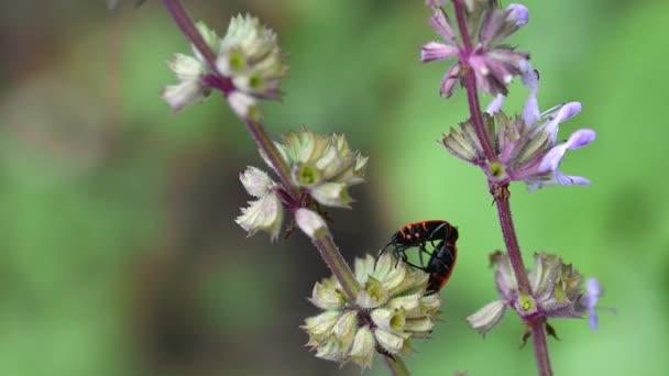 Rode Vlam Bedwants Groen Blad — Stockvideo