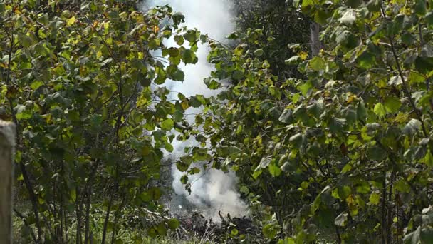 Rami Alberi Secchi Stanno Bruciando Nella Foresta — Video Stock