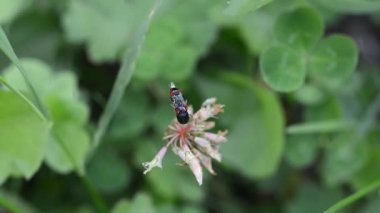 Böcekler baharda renkli çiçeklerde çiftleşirler.