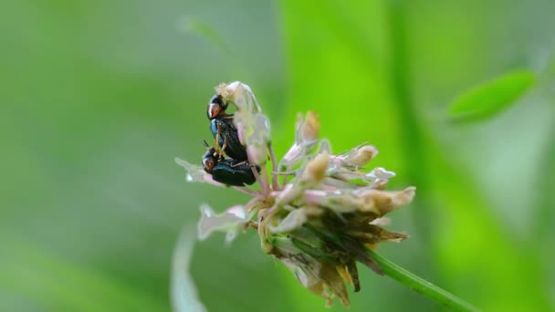 Böcekler Baharda Renkli Çiçeklerde Çiftleşirler — Stok video