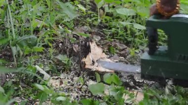 Adam ağaç gövdesini testere ile kesiyor.