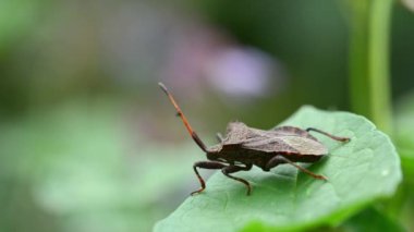 stinky farts on green branches in the garden