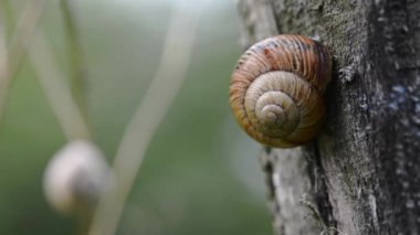 Ağaç gövdesi üzerinde büyük salyangoz
