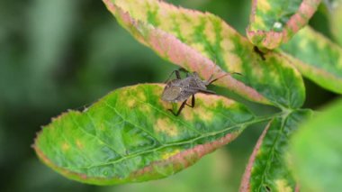 stinky farts on green branches in the garden