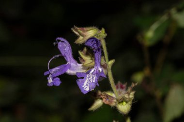 mavi çiçekli makro çekim