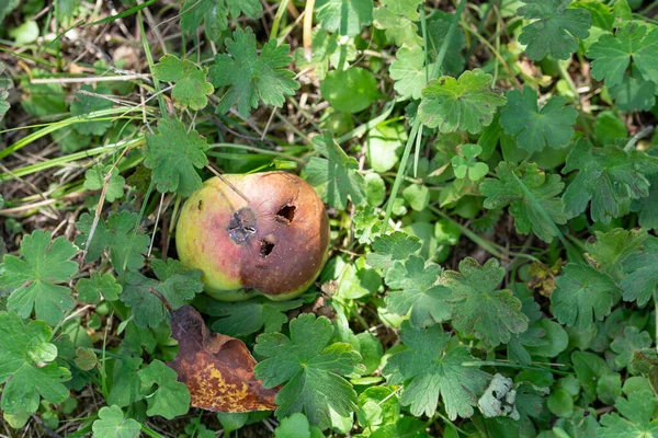 rotten organic apples on the grass