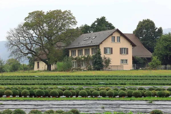 View Nursery Garden Town Villigen District Brugg Canton Aargau Switzerland — Stock Photo, Image