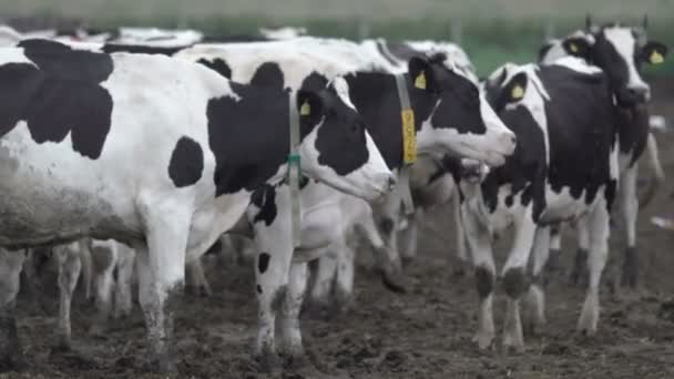 Стадо откормленных коров на откормочной площадке. Молочно-мясная промышленность. — стоковое видео