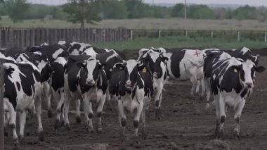 Beslenme alanında şişmanlatan inekler sürüsü. Süt ve Et Endüstrisi.