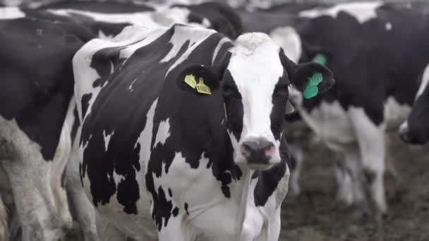 Troupeau de vaches d'engraissement au parc d'engraissement. Industrie du lait et de la viande. — Video