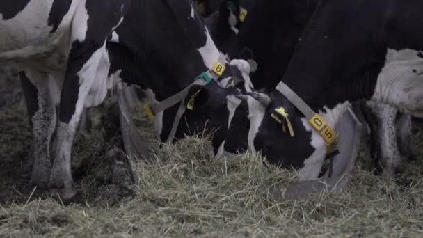 Mandria di vacche da ingrasso presso la mangiatoia. Industria del latte e della carne. — Video Stock