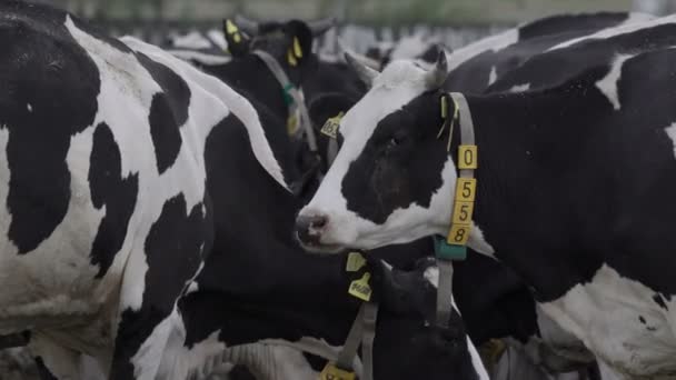 Slaktkobesättning på foderstället. Mjölk- och köttindustrin. — Stockvideo