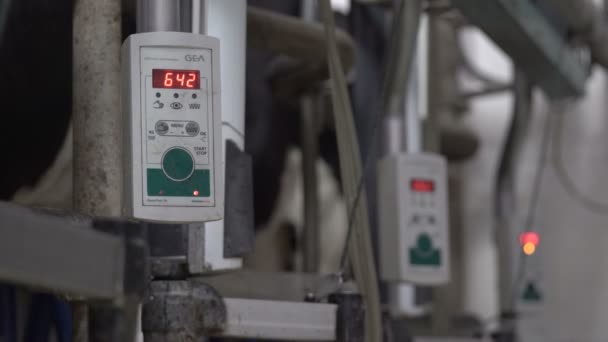 Automated process of a modern milking machine. The cows udder. milking cows with a milking machine. The process of cows getting milked at a dairy factory. — Stock Video