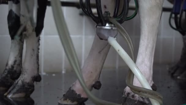 Modern bir sağma makinesinin otomatik süreci. İnekler daha memelidirler. Süt sağma makinesiyle inekleri sağmak. Süt ürünleri fabrikasında ineklerin sağılma süreci. — Stok video