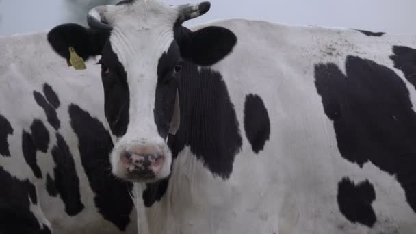 Vacas preto e branco cabeça com uma mosca sobre ele com colarinho digital no pescoço. Indústria do leite e da carne. — Vídeo de Stock