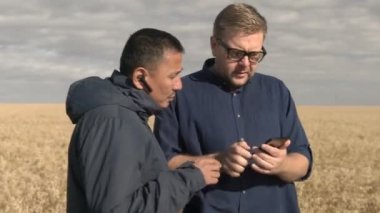 İşadamı ve tarımcı akıllı telefondan tarım uygulamasının yardımıyla çalışıyor. Yulaf hasadı tarlada olgunlaşıyor. Akıllı iş..