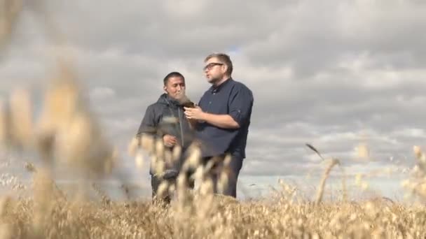 ビジネスマンや農学者は、スマートフォン上の農業アプリケーションの助けを借りて取り組んでいます。オート麦の収穫は畑で熟しています。スマート前ビジネス. — ストック動画