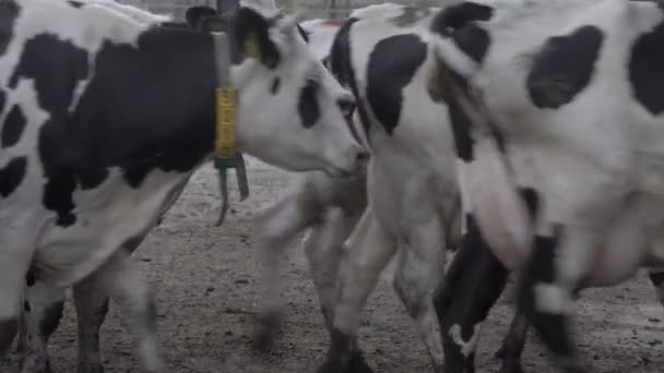 Troupeau de vaches d'engraissement au parc d'engraissement. Industrie du lait et de la viande. — Video