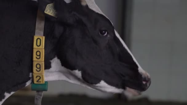 嚼牛头，脖子上戴着数字项圈。牛奶及肉类业. — 图库视频影像