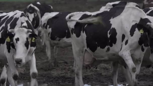 Troupeau de vaches d'engraissement au parc d'engraissement. Industrie du lait et de la viande. — Video