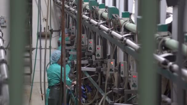 Une laitière relie la machine à traire. La mamelle des vaches. traire les vaches avec une machine à traire. Le processus de traite des vaches dans une usine laitière. — Video