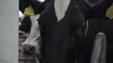 İnekler sağılmak için hazırlanıyorlar. Teknolojik olarak gelişmiş modern çiftlik. Otomatik bir inek sağma makinesi kullanılıyor. Süt endüstrisi. Süt kümeleri çalışıyor.