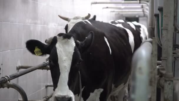 Le mucche si stanno preparando per la mungitura. Fattoria moderna tecnologicamente avanzata. Viene utilizzata una mungitrice automatica per vacche. Industria casearia. Cluster di mungitura funzionanti. — Video Stock