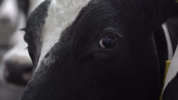黑白相间的母牛的头颅上挂着苍蝇,脖子上戴着数字项圈.牛奶及肉类业. — 图库视频影像