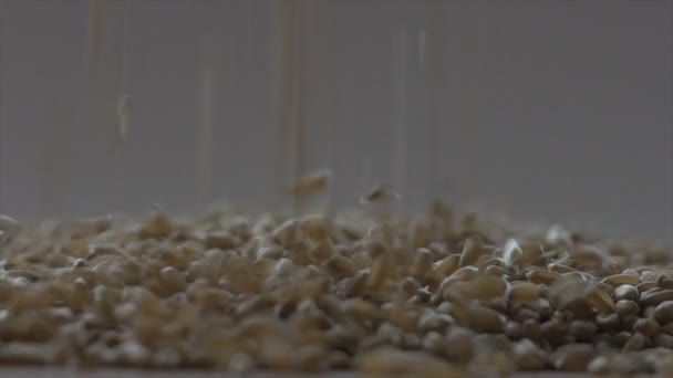 成功した農家の良い収穫後のコムギ穀物. — ストック動画
