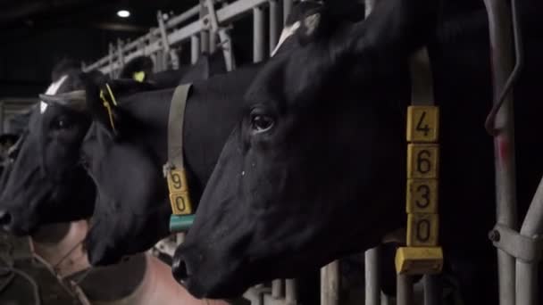 Vacas comem feno na fazenda leiteira, produção de leite industrial — Vídeo de Stock