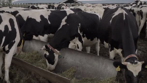 Las vacas comen heno en la granja lechera, producción de leche industrial — Vídeo de stock