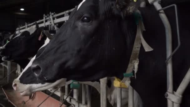 Vacas comem feno na fazenda leiteira, produção de leite industrial — Vídeo de Stock